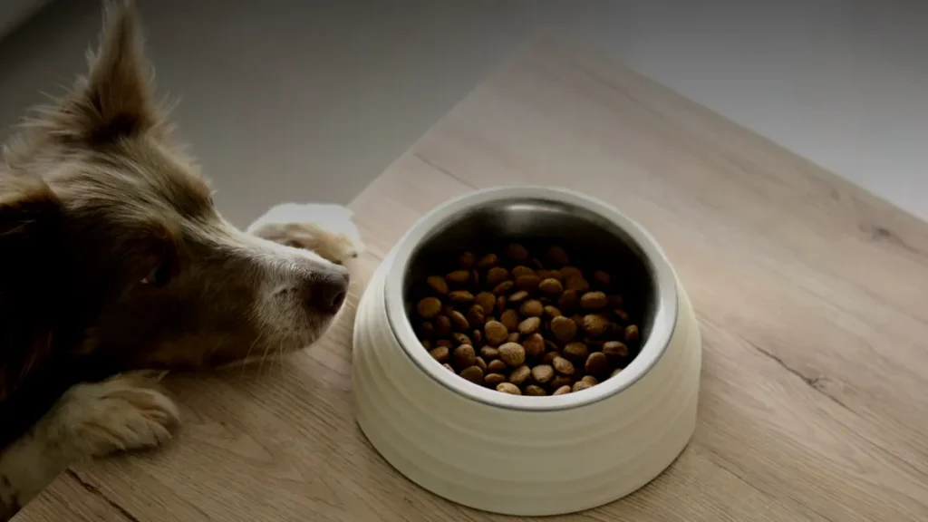 pawwordpets post hero dog food bowl dark