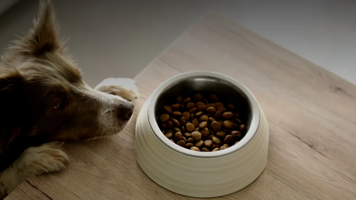 pawwordpets post hero dog food bowl dark