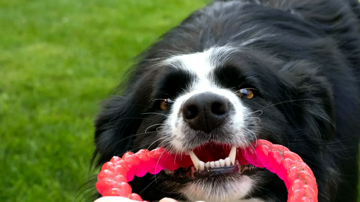 pwp aggressive chewers ring 1200w