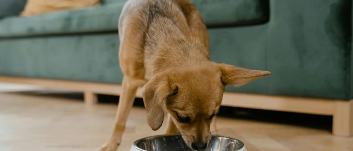 pwp hero sensitive stomach 21x9 1200