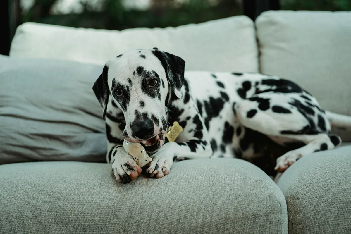 benebone wishbone durable dog chew toy card
