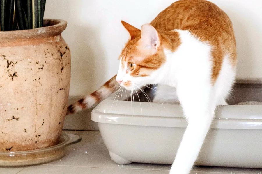 Cat stepping out of a clean litter box in a cozy home