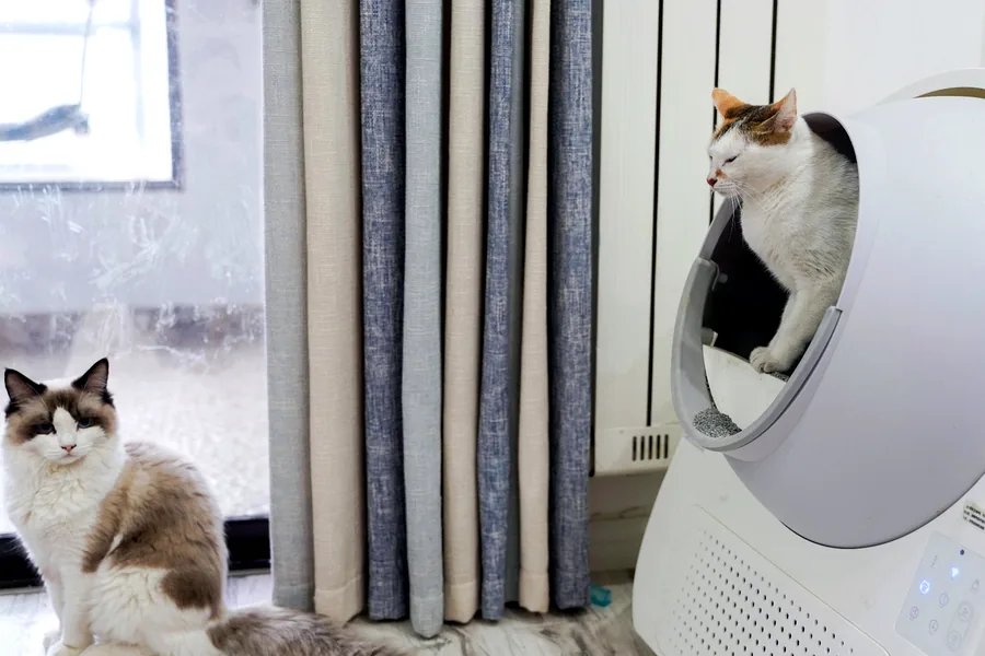 best multi cat litter arm hammer card