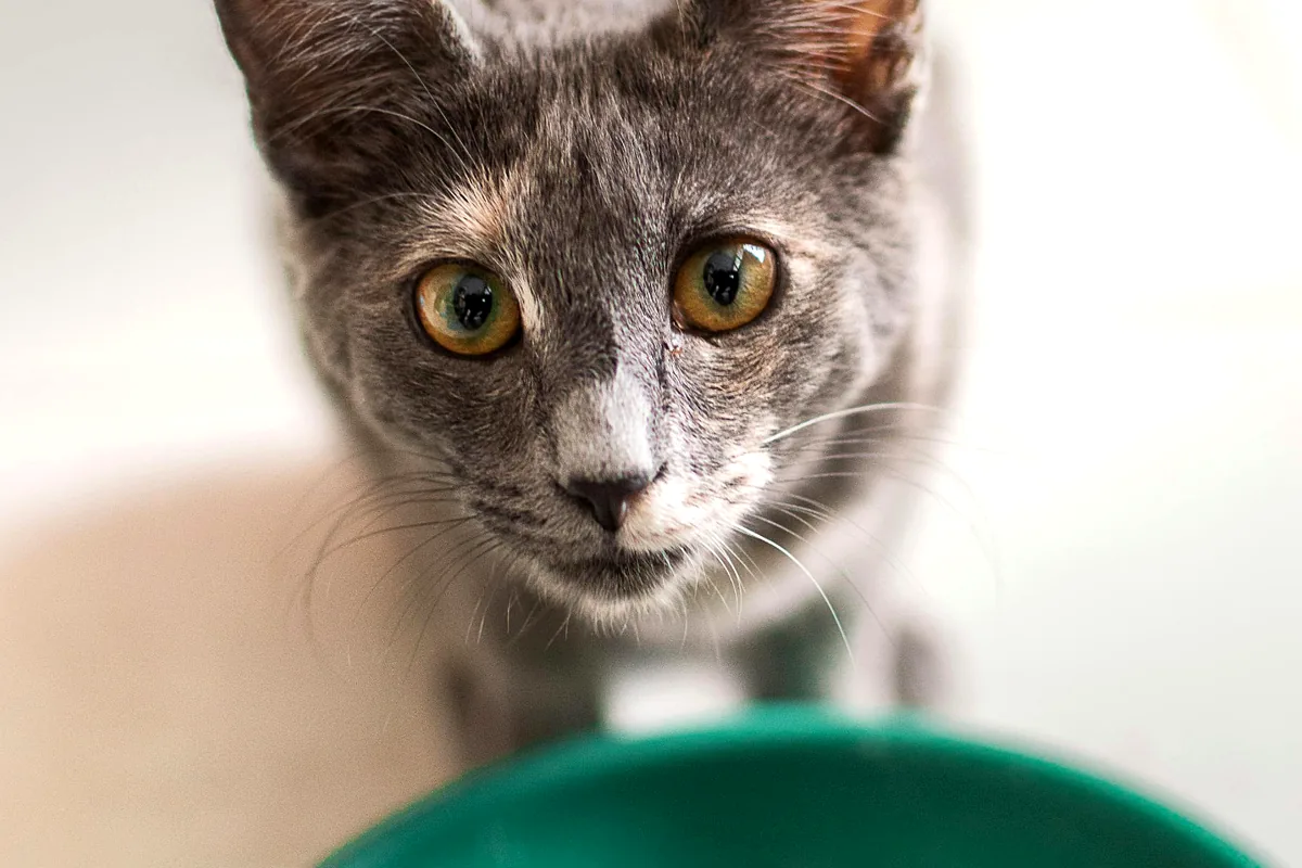 Indoor cat near a food bowl representing Blue Buffalo Tastefuls Weight Management and Hairball Control