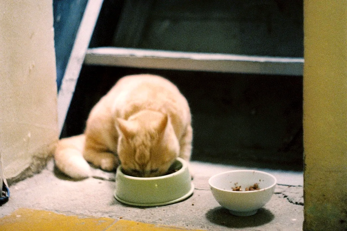 Indoor cat eating from a bowl representing IAMS ProActive Health Indoor Weight and Hairball Care dry cat food