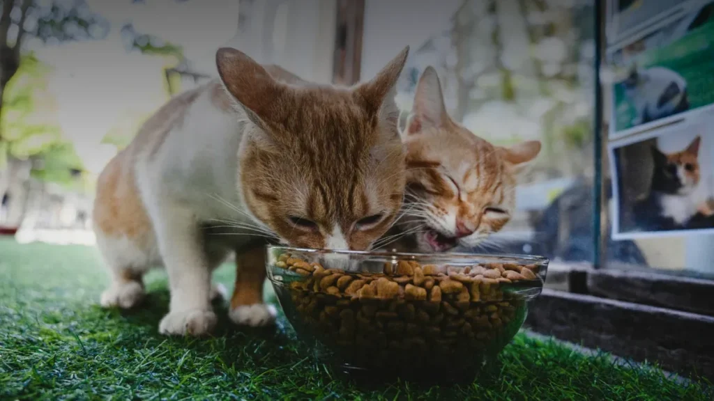 pawwordpets post hero cats eating kibble dark