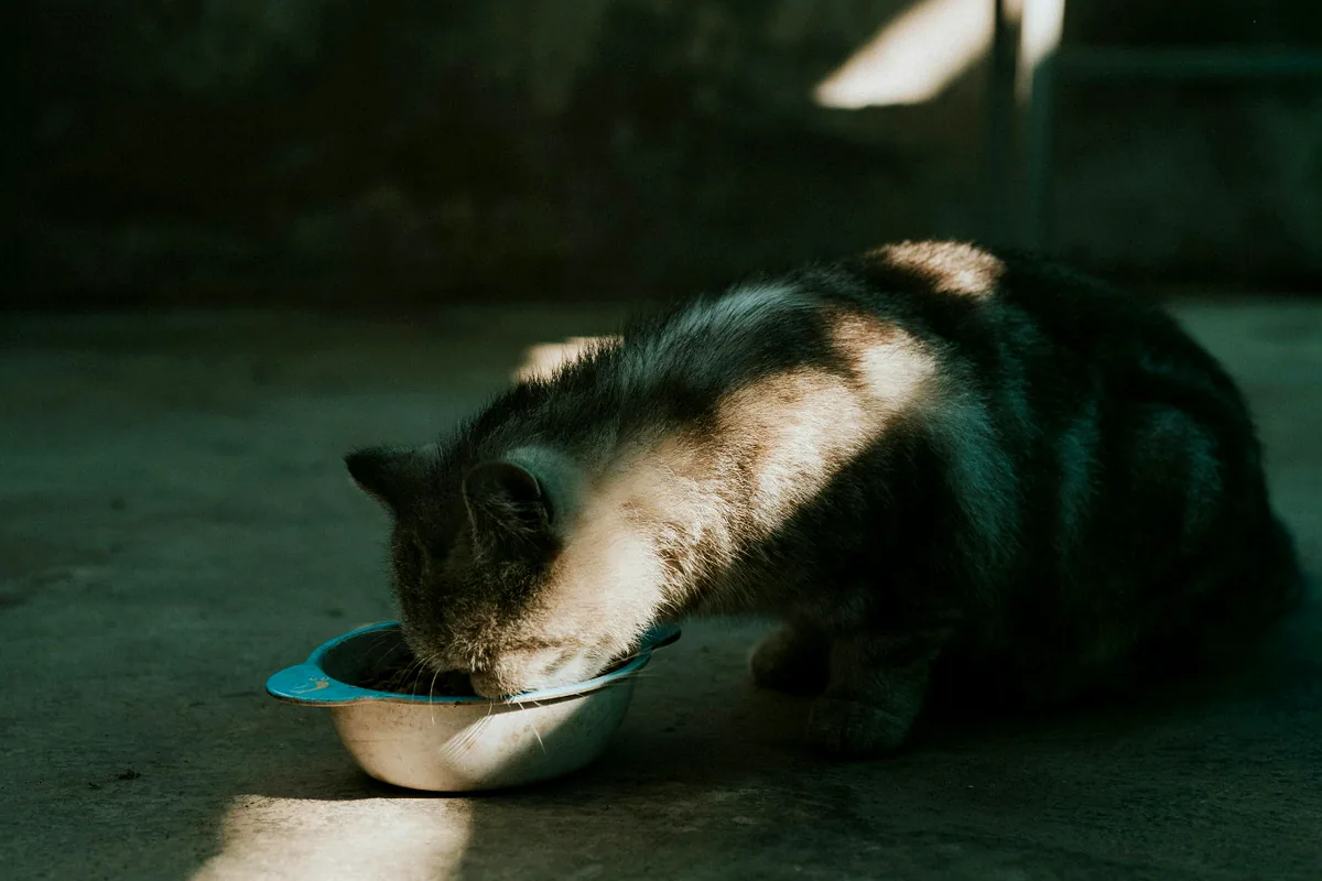 Indoor cat eating dry food representing Purina ONE Indoor Advantage Dry Cat Food