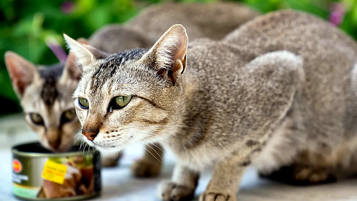 pwp cat choose food featured card 1200x675 (1)