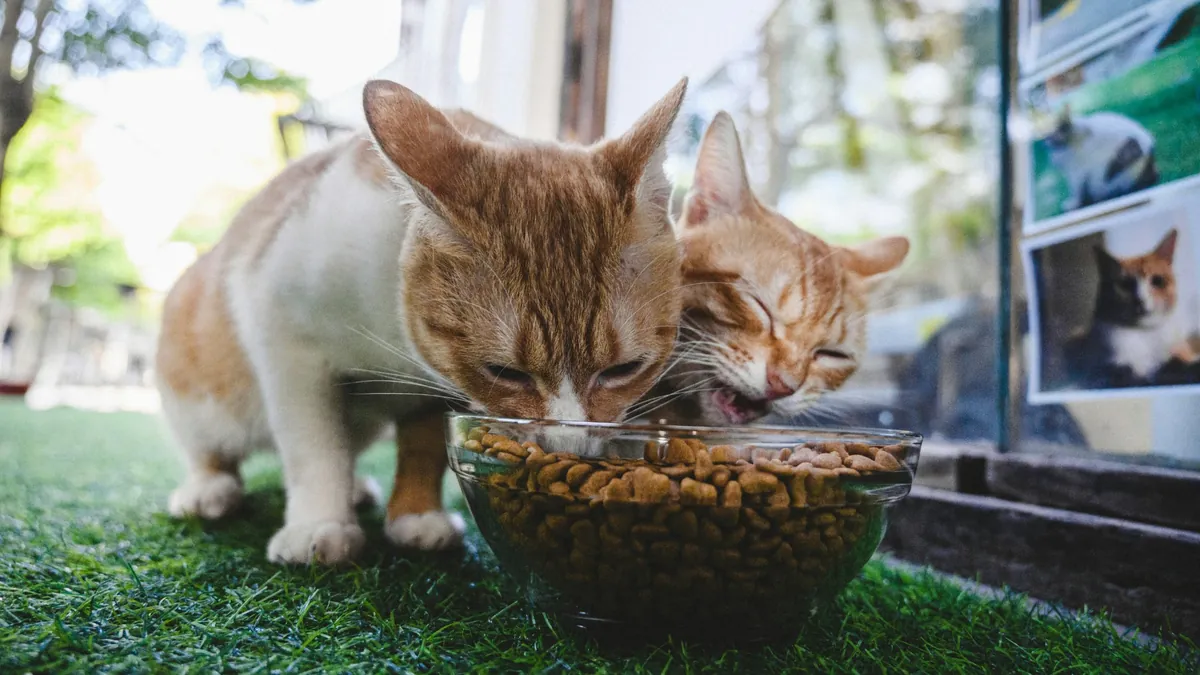 pwp cat indoor food card 1200x675 safe