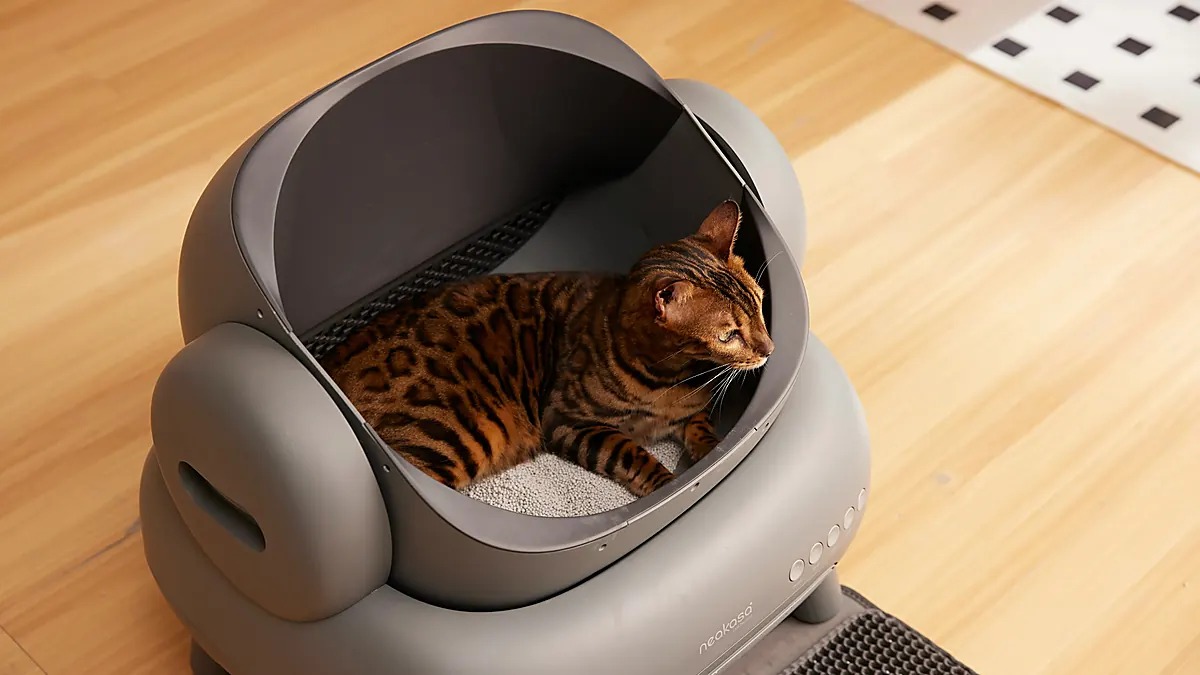 pwp cat litter topview card 1200x675