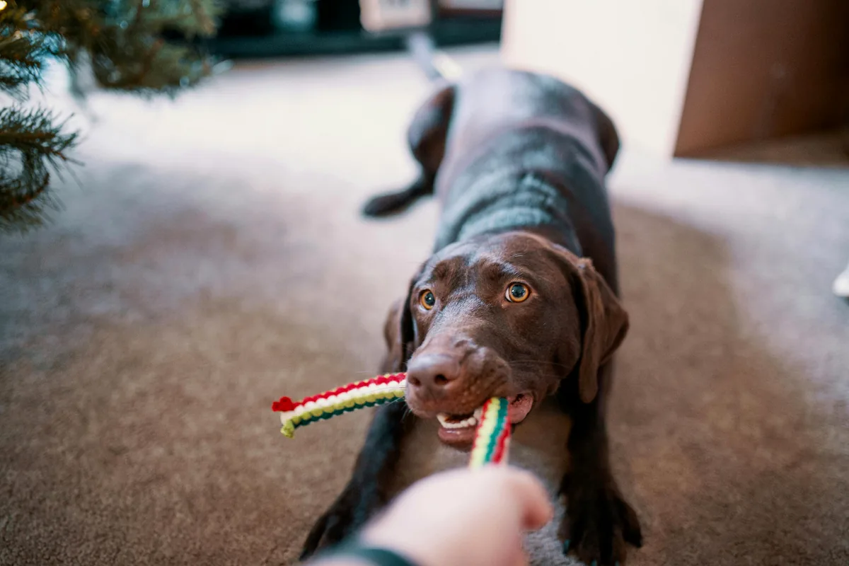 west paw zogoflex tux treat toy card